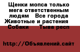 Щенки мопса только мега-ответственным людям - Все города Животные и растения » Собаки   . Тыва респ.